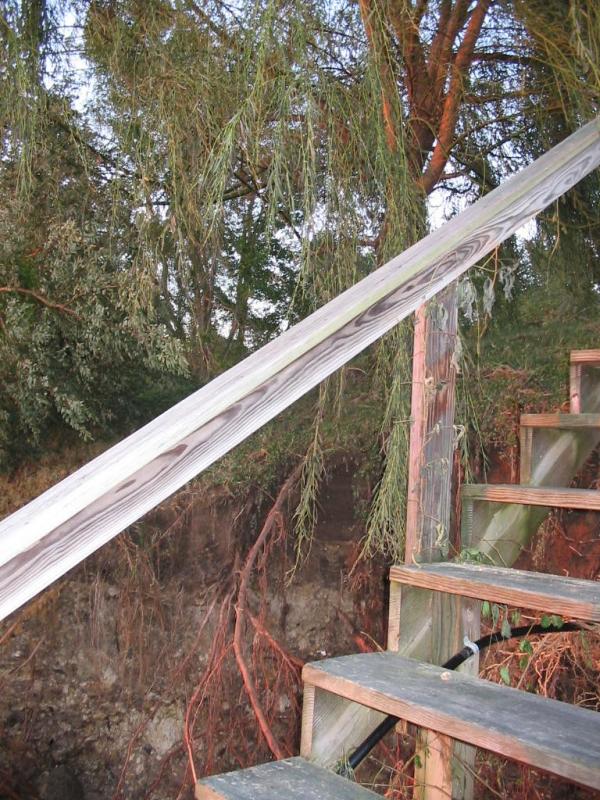 23 Undermined willow 9-19-03.JPG