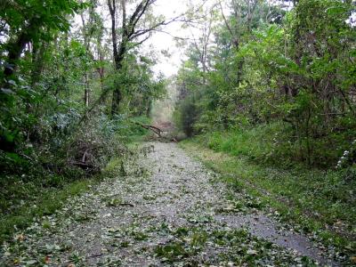 Of course, that wasn't the only downed tree in those 2.6 miles.  Maybe 15 to 20 old trees - poplar, hickory, cedar, etc. - were down and, as one hurricane veteran says, the road was littered with Hurricane Salad!