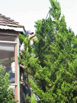 It's a bit of a stretch to reach the top of the Junipers.  Thank goodness the screens were blown out of the gazebo.