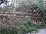 29 Downed tree on Currioman 9-19-03.JPG