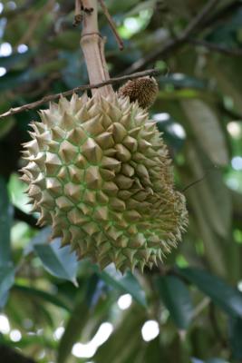 Durian F8.JPG