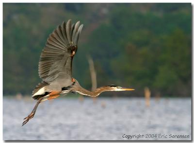 blue heron taking off.jpg