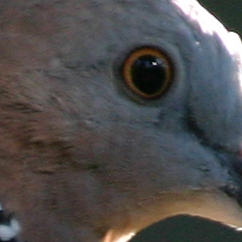 Bird 2 - 100% cropped (No Post-Processing)