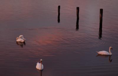 Swans Shelter Near The Bridge