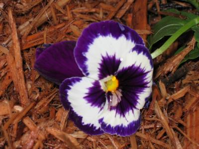 Purple and White