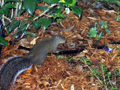 u33/etfitz/medium/36065823.squirrel.jpg