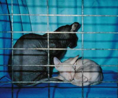 u33/evagun/medium/21725249.csDonSphynx.jpg