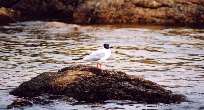 shorebirds