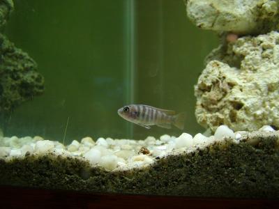 ps-troph-red-top-babies-1.JPG