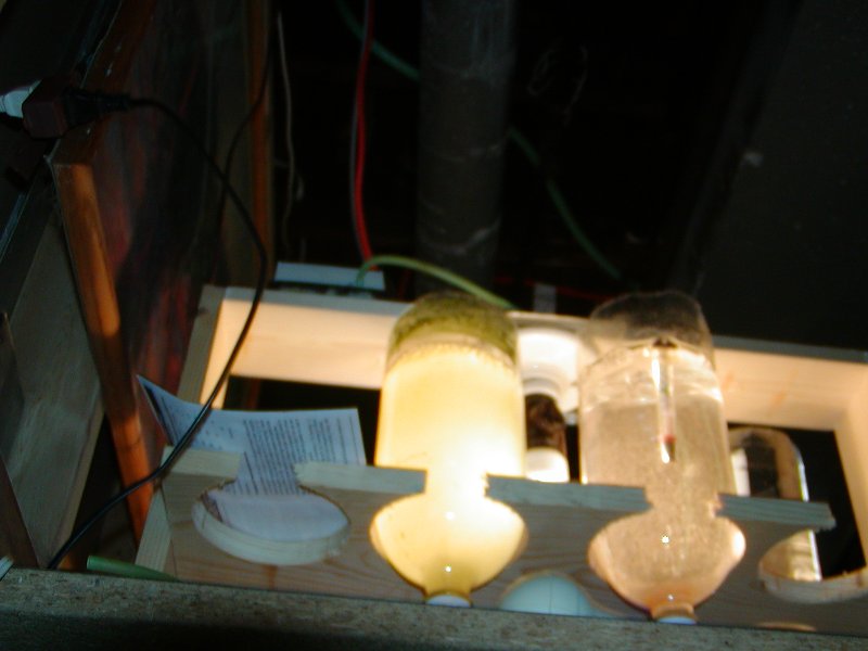 brine-shrimp-hatchery.JPG