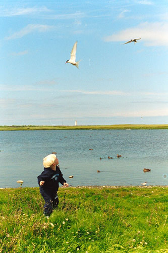 youngest grand kid and one antartic tern
