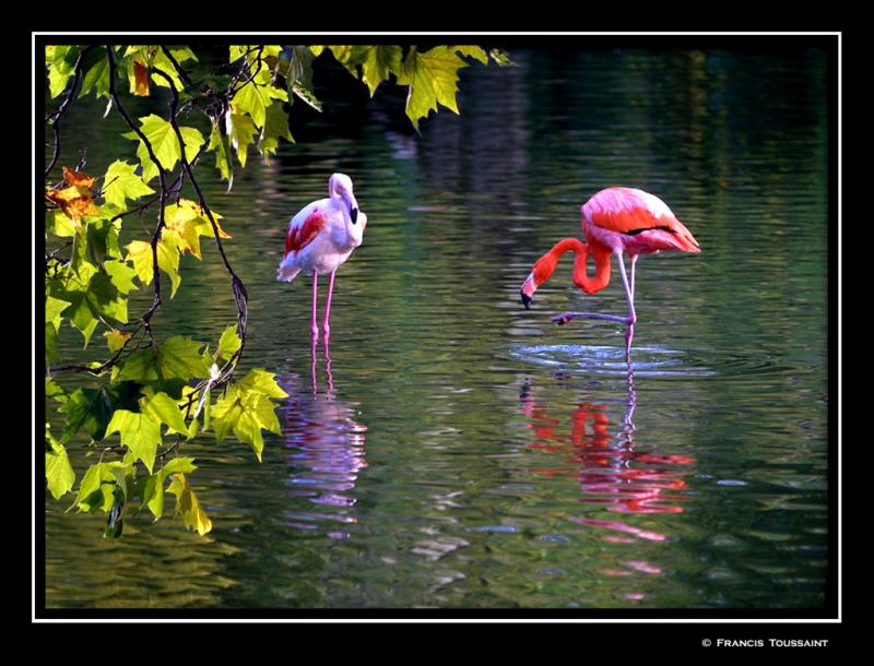 Flamingoes