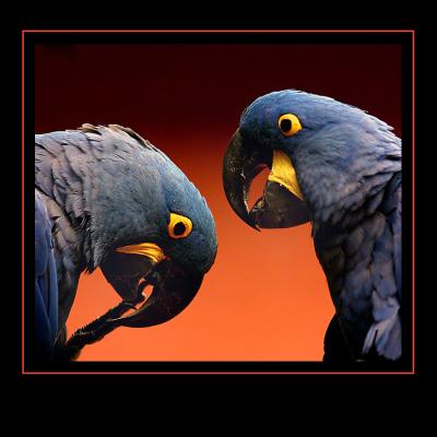 Birds from nearby Doué zoo
