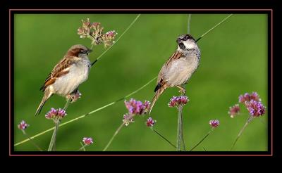 The Luxembourg sparrows