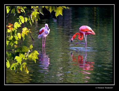 Flamingoes