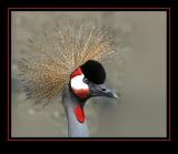 Grey Crane