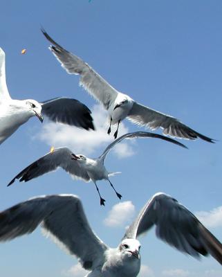 Seagulls.jpg