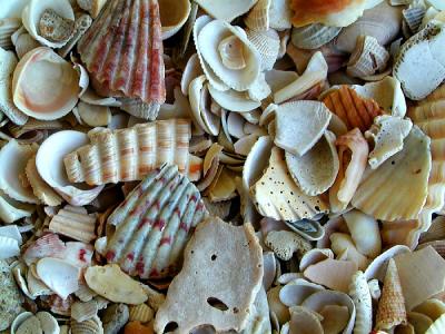 Shells.jpg