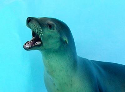 Sea Lion.jpg
