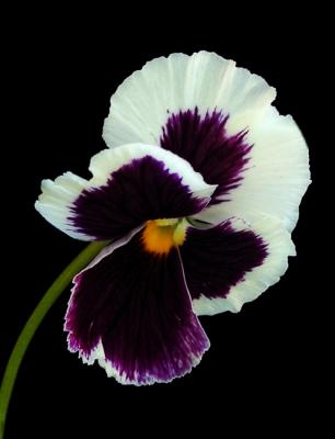 Pansy 2 Sized down.jpg
