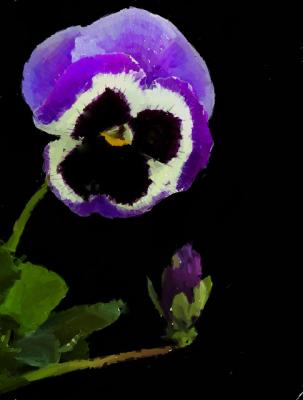 u33/frankallen/medium/21651780.PansyImpressionist.jpg