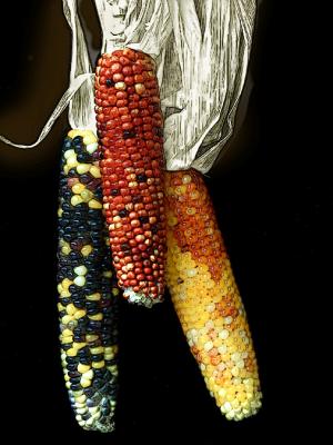 Indian Corn Dannys.jpg