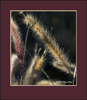 Purple Fountain Grass
