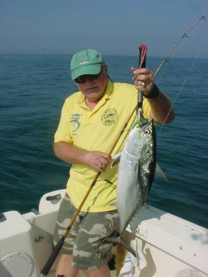 False Albacore caught with spin tackle off N.C.