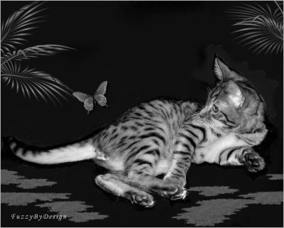 dsc03962 bw Bengal