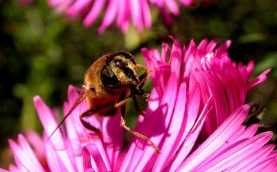 bee4-1000_Image038_p.jpg
