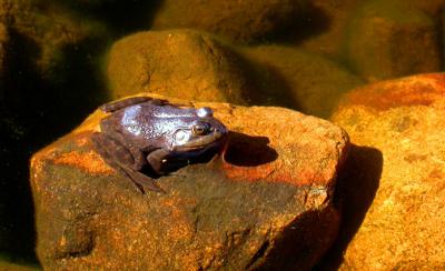 frog-site2_p.jpg