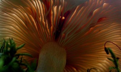 shroom_under2-1000_Image022_p.jpg