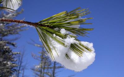 pine-snow-800_Image013_p.jpg