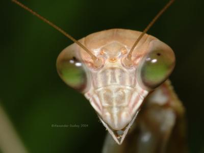 Mantis head