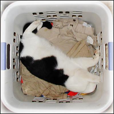 Hampered or Pampered?