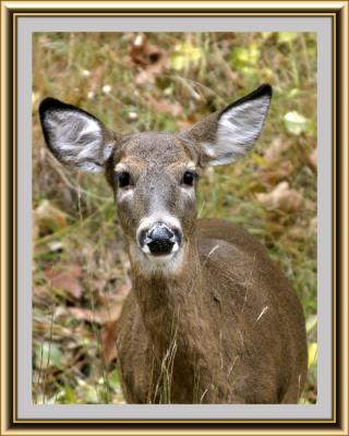 deer.jpg