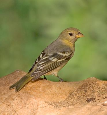 Lesser Goldfinch FB3B0202.jpg