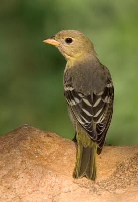 Lesser Goldfinch FB3B0210.jpg