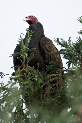 Turkey Vulture in redwood FB3B0347.jpg
