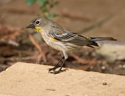 Yellow rumped Warbler FB3B0131.jpg