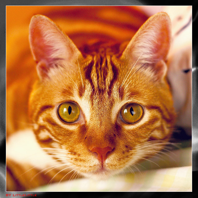 My Cat: Siufu
