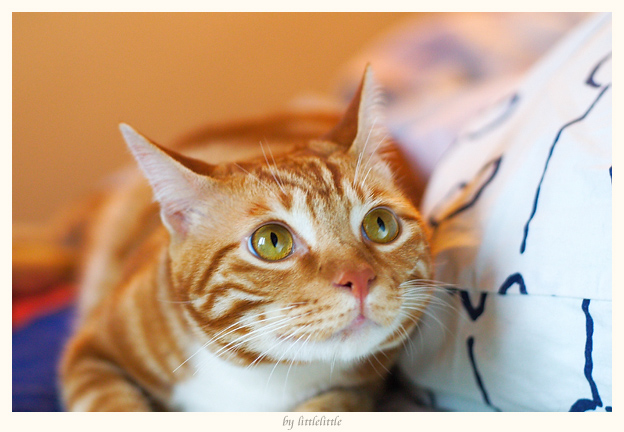My Cat: Siufu