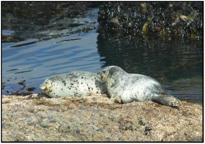 Harbor Seals 19