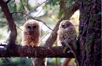 young Spotted Owls