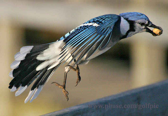 Bluejay taking flight