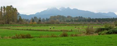 Cows & Mountains