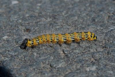 Buff-tip Caterpillar