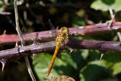 Common Darter