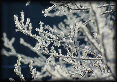 frosty branches.jpg