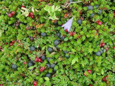 tundra berries.jpg